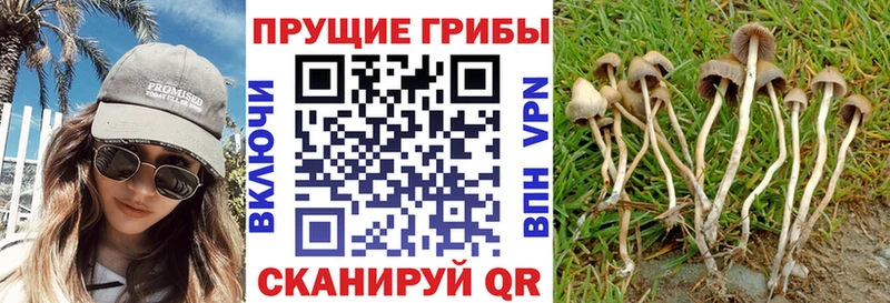 Галлюциногенные грибы GOLDEN TEACHER  Светлогорск 